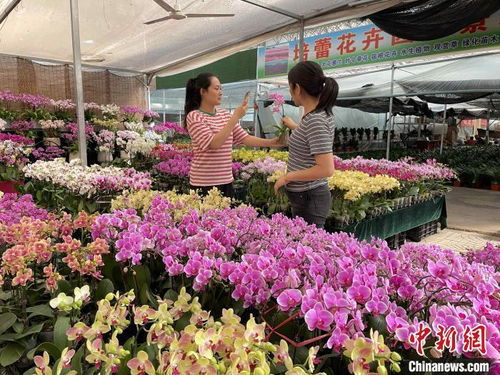国际花卉交易会重点报道